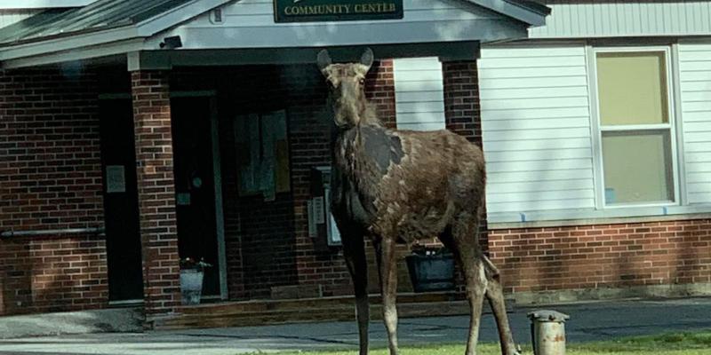 Moose at Town Office